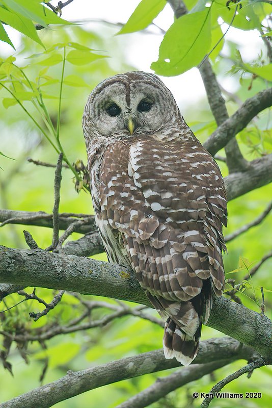 Barred Owl, Nowata Co, OK, 5-20-20, Jps_57351.jpg