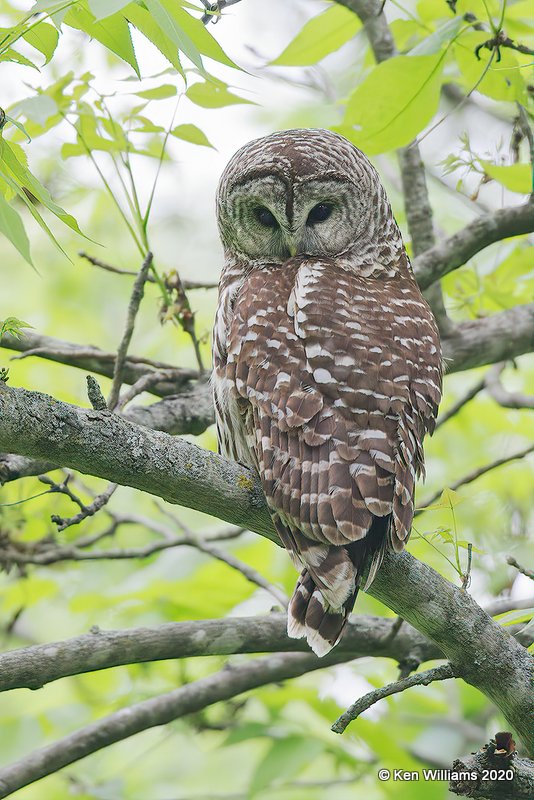 Barred Owl, Nowata Co, OK, 5-20-20, Jps_57368.jpg