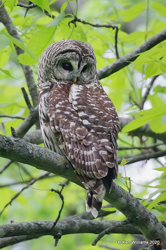 Barred Owl, Nowata Co, OK, 5-20-20, Jps_57384.jpg