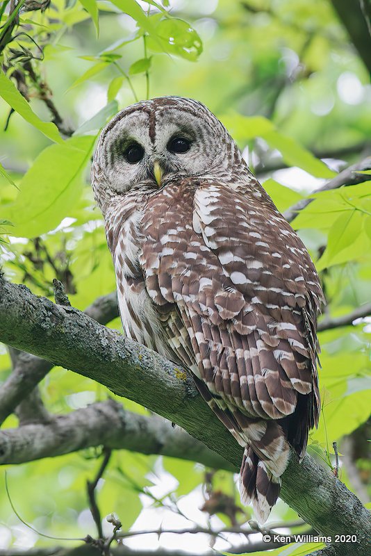 Barred Owl, Nowata Co, OK, 5-20-20, Jps_57394.jpg