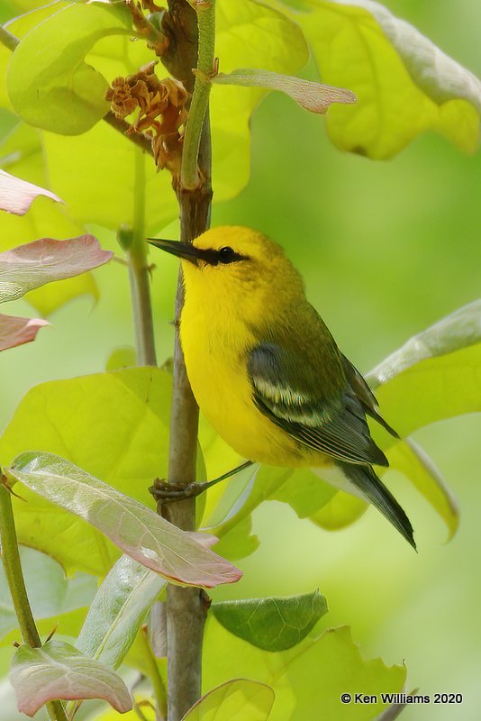 Blue-winged Warbler male, Cherokee Co, OK, 5-19-20, Jps_57283.jpg