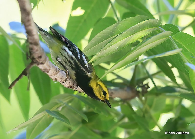 Black-throated Green Warbler male, Mohawk Park, Tulsa, OK, 5-7-16, Js_52896.jpg