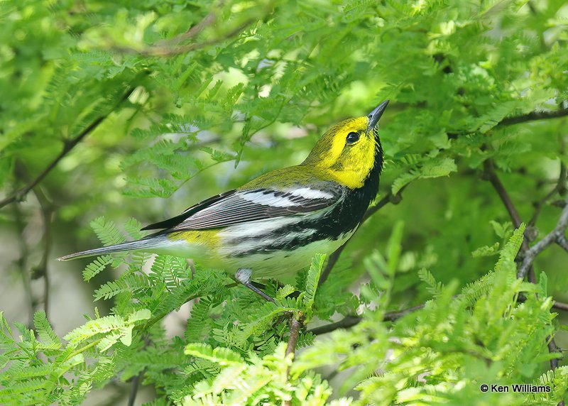 Black-throated Green Warbler male, S. Padre Island, TX, 4-25-19, Jps_99999_237.jpg