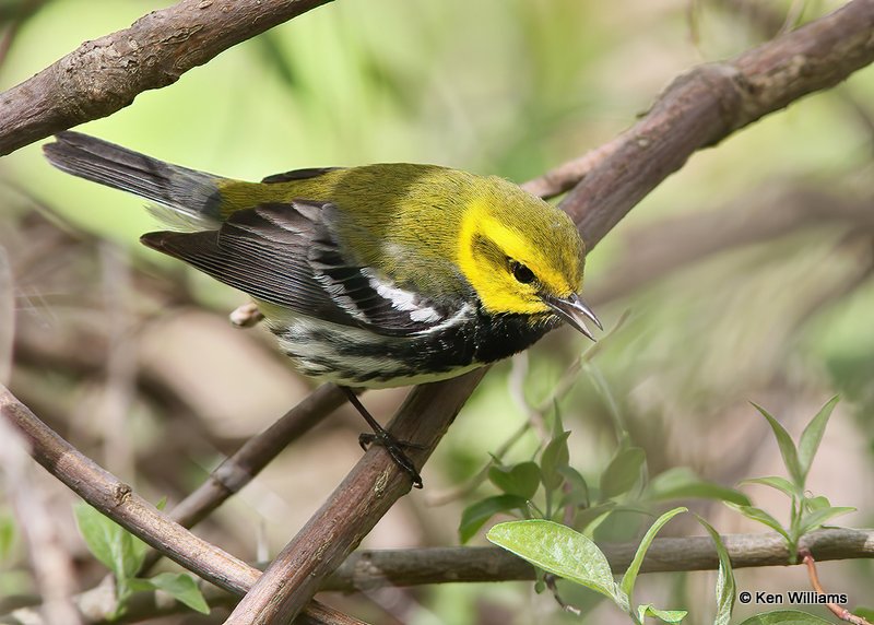 Black-throated Green Warbler, Mcgee Marsh, OH, 5-12-13, Js_31082.jpg