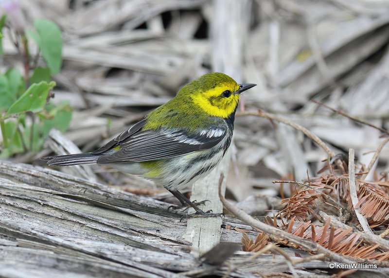 Black-throated Green Warbler, S. Padre Island, TX, 4-26-18, Jps_76817.jpg