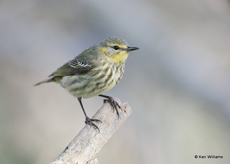 Cape May Warbler female, S. Padre Island, TX, 4-23-18, Jps_71569.jpg