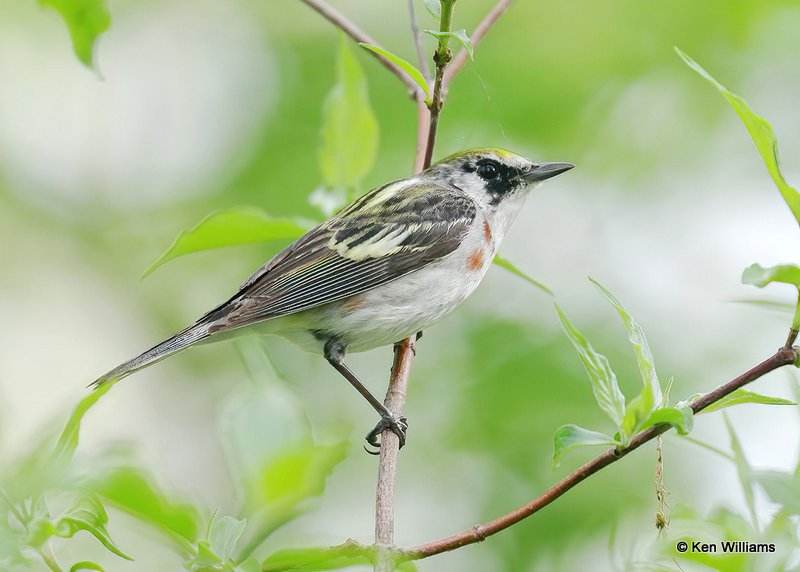 Chestnut-sided Warbler female, Magee Marsh, OH, 5-15-18, Jps_79291.jpg