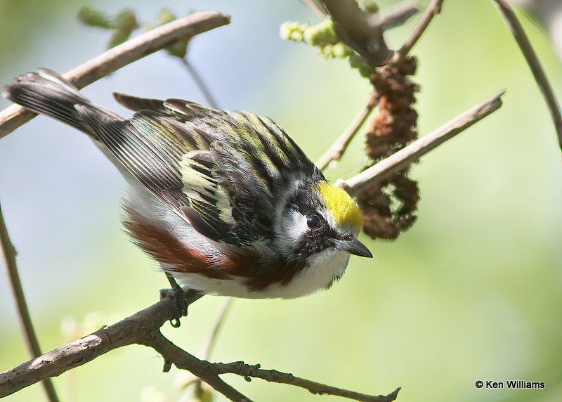 Chestnut-sided Warbler male, Mcgee Marsh, OH, 5-13-13, Js_31652.jpg