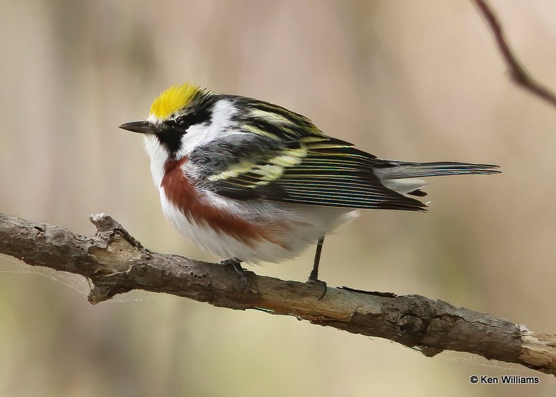 Chestnut-sided Warbler, Mcgee Marsh, OH, 5-12-13, Js_31000.jpg