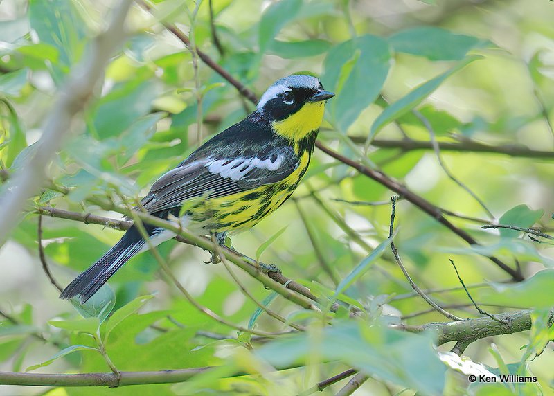 Magnolia Warbler male, MaGee Marsh, OH, 5-16-17, Jps_47175.jpg