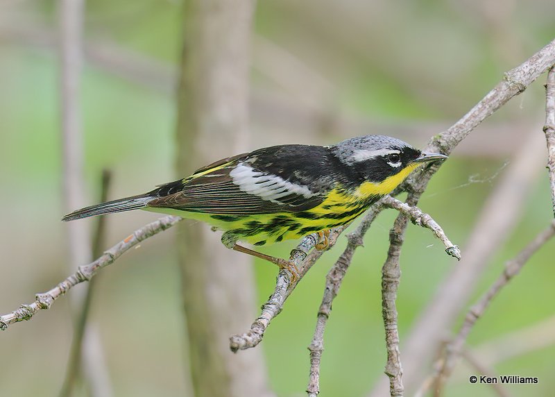 Magnolia Warbler male, MaGee Marsh, OH, 5-17-17, Jps_48192.jpg