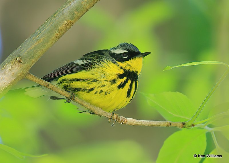 Magnolia Warbler, MaGee Marsh, OH, 5-15-17, Jps_45993.jpg