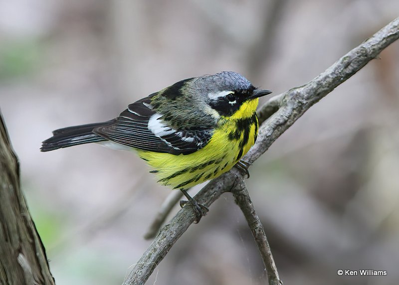 Magnolia Warbler, Mcgee Marsh, OH, 5-12-13, Jss_31031.jpg