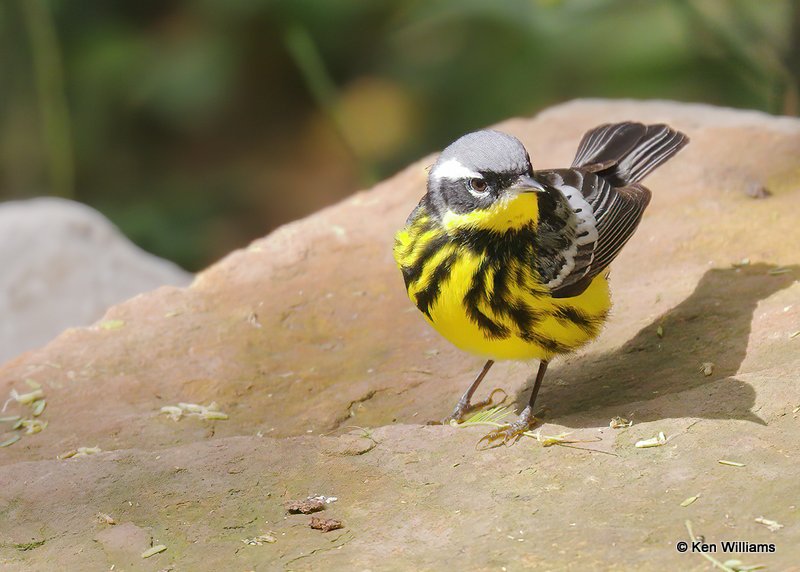 Magnolia Warbler, S. Padre Island, TX, 4-26-18, Jps_76297.jpg