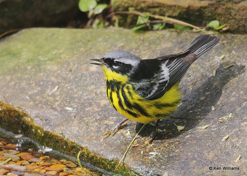 Magnolia Warbler, S. Padre Island, TX, 4-26-18, Jps_76321.jpg