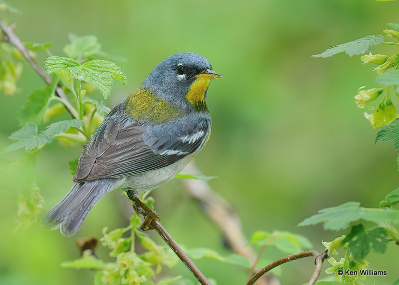 Northern Parula male, Magee Marsh, OH, 5-15-18, Jps_79145.jpg