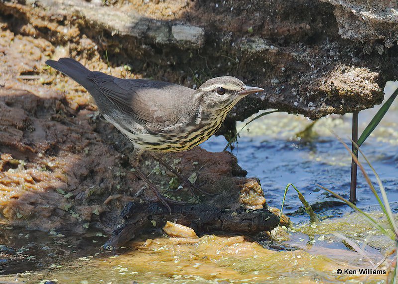 Northern Waterthrush, Port Aransas, TX, 4-21-19, Jps_96670.jpg