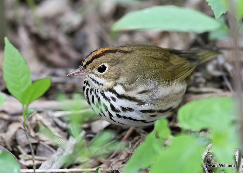 Ovenbird, Mcgee Marsh, OH, 5-12-13, Js_31324.jpg