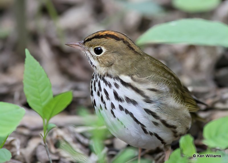 Ovenbird, Mcgee Marsh, OH, 5-12-13, Js_31331.jpg