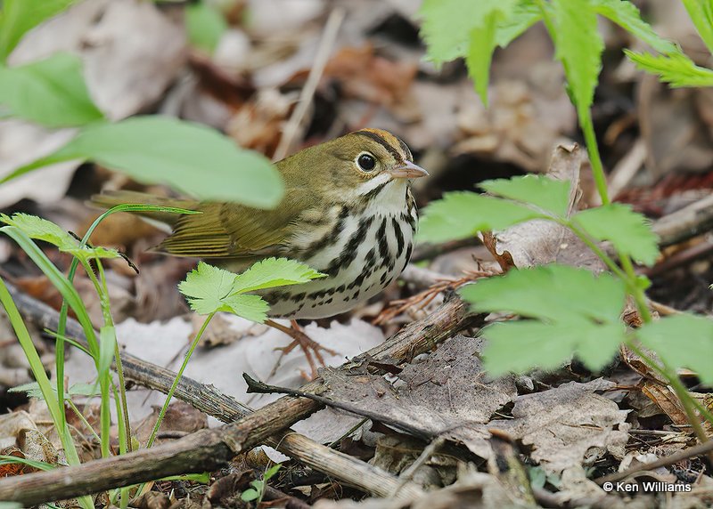 Overbird, Magee Marsh, OH, 5-13-18, Jps_77946.jpg