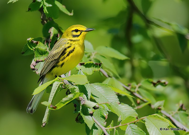 Prairie Warbler male, Cherokee Co, OK, 4-30-20, Jpss_53323.jpg