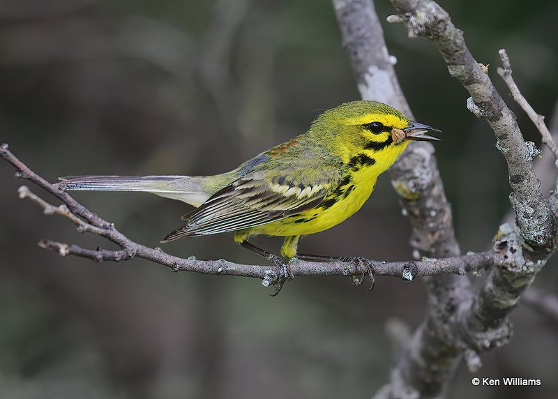 Prairie Warbler, Cherokee Co, OK, 6-22-18, Jps_24136.jpg