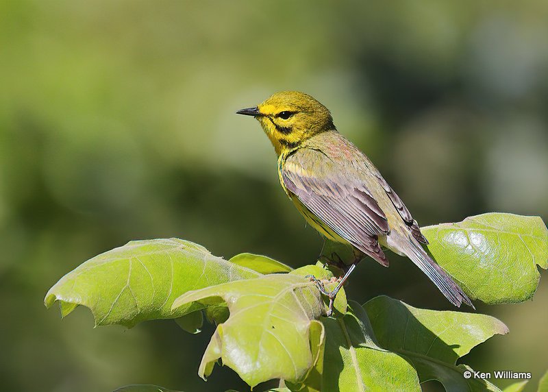 Prairie Warbler, Nickel Preserve, Cherokee Co, OK, 5-17-09, Rps_6400.jpg