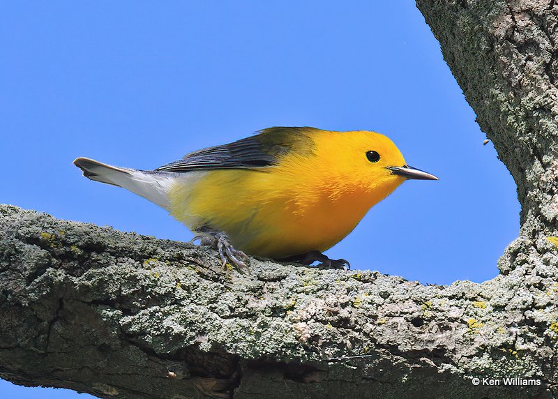 Prothonotary Warbler male, MaGee Marsh, OH, 5-15-17, Jps_46061.jpg