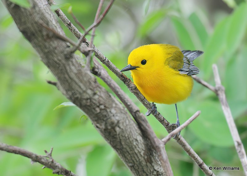 Prothonotary Warbler male, Magee Marsh, OH, 5-20-19, Jps_445.jpg