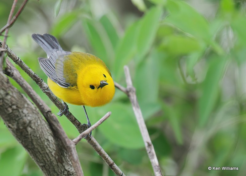Prothonotary Warbler male, Magee Marsh, OH, 5-20-19, Jps_455.jpg