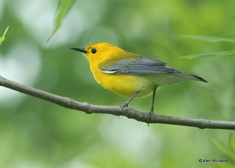 Prothonotary Warbler, Oxley NC, OK, 4-25-10, Js 0549.jpg