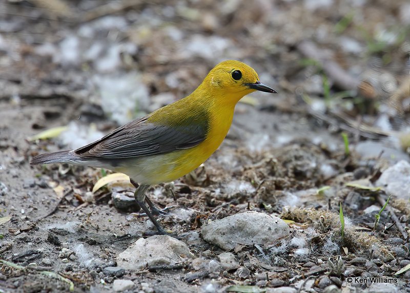 Prothonotary Warbler, Sequoyah NWR, OK, 5-10-14, Js_12493.jpg