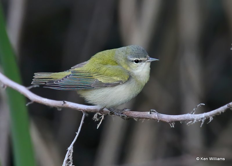 Tennessee Warbler, Port Aransas, TX, 4-20-14, Js_009953.jpg