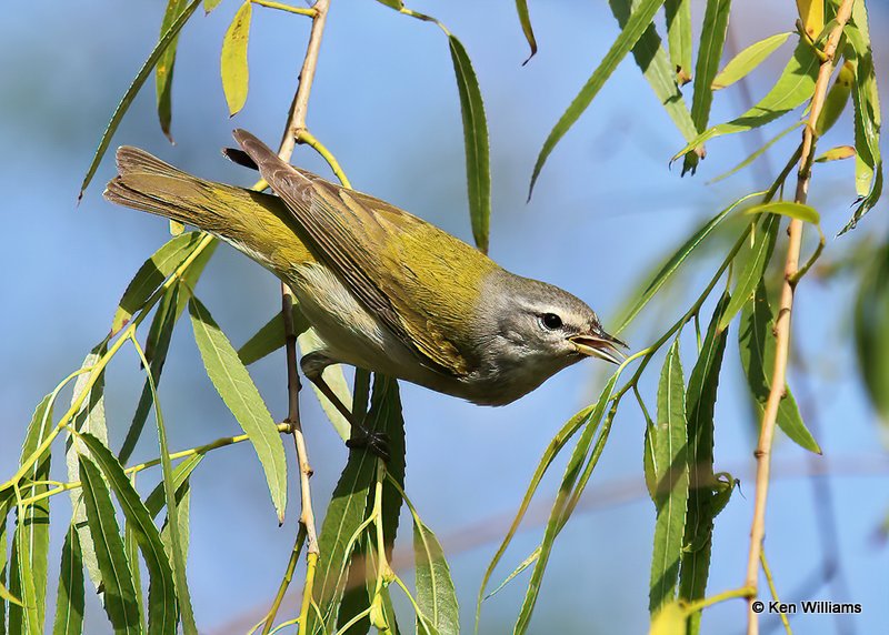 Tennessee Warbler, Port Aransas, TX, 4-21-14, Js_010860.jpg