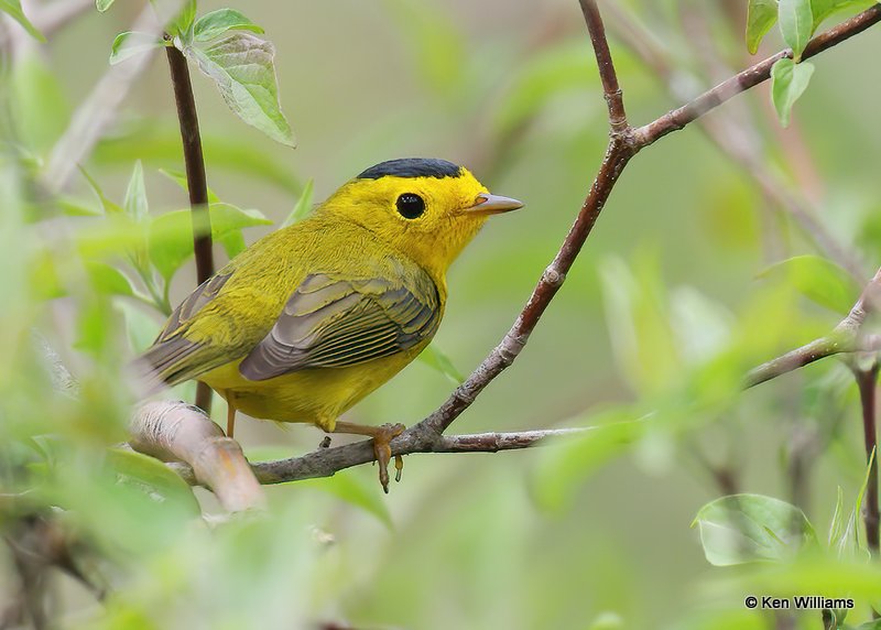 Wilson's Warbler male, Magee Marsh, OH, 5-15-18, Jps_78866.jpg