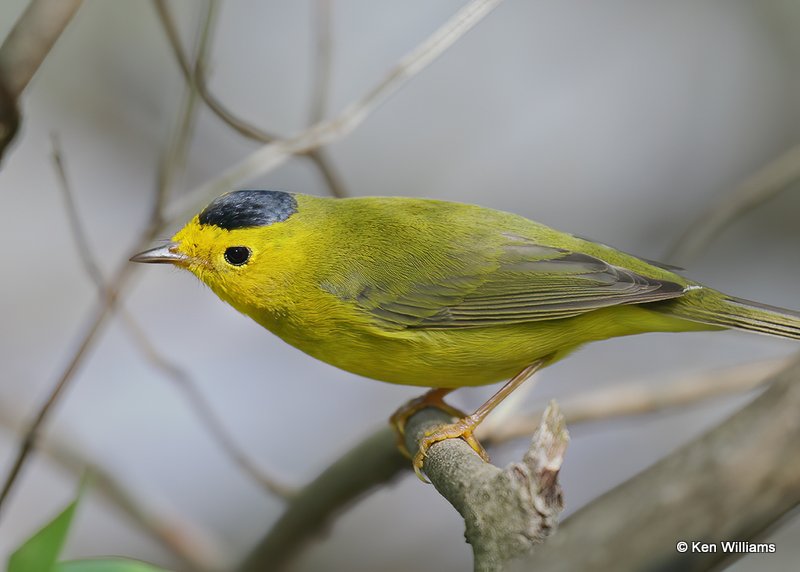 Wilson's Warbler male, Magee Marsh, OH, 5-19-19, Jps_51.jpg