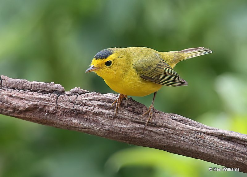 Wilson's Warbler male, Rogers Co. yard, OK, 5-18-14, Js_13535.jpg