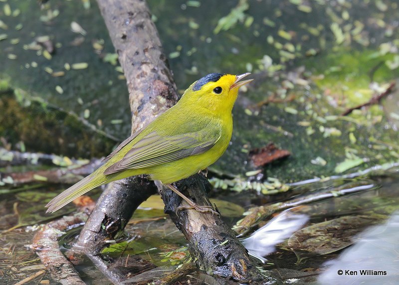 Wilson's Warbler male, S. Padre Island, TX, 4-23-19, Jps_99094.jpg