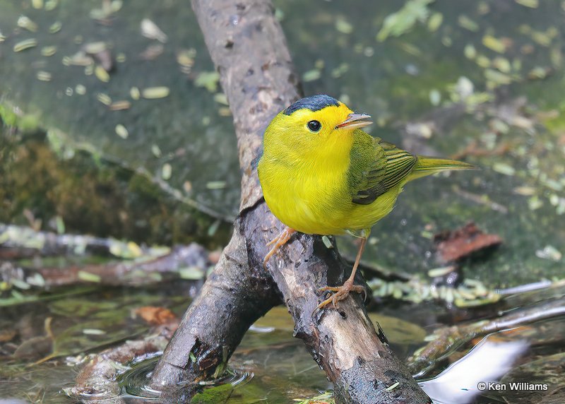 Wilson's Warbler male, S. Padre Island, TX, 4-23-19, Jps_99114.jpg