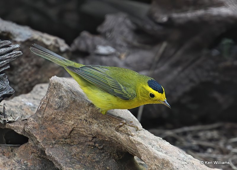Wilson's Warbler, Owasso yard, Rogers Co., OK, 5-17-11, Js 2698.jpg