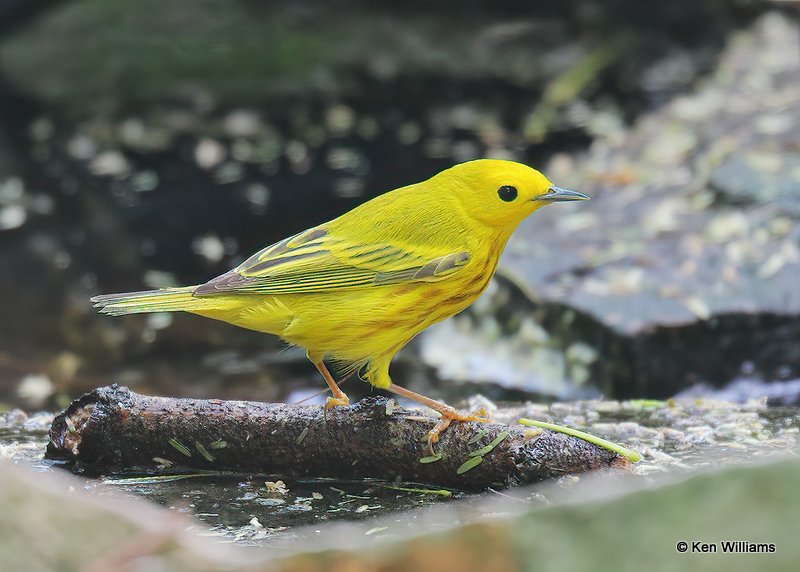 Yellow Warbler male, S. Padre Island, TX, 4-23-18, Jps_73018.jpg