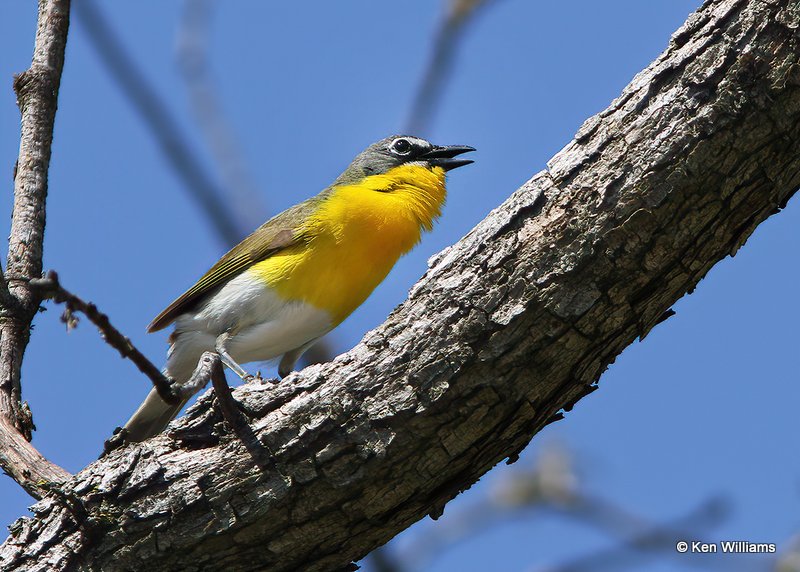 Yellow-breasted Chat, Nickel Preserve, Cherokee Co, OK, 6-7-13, Js_011637.jpg