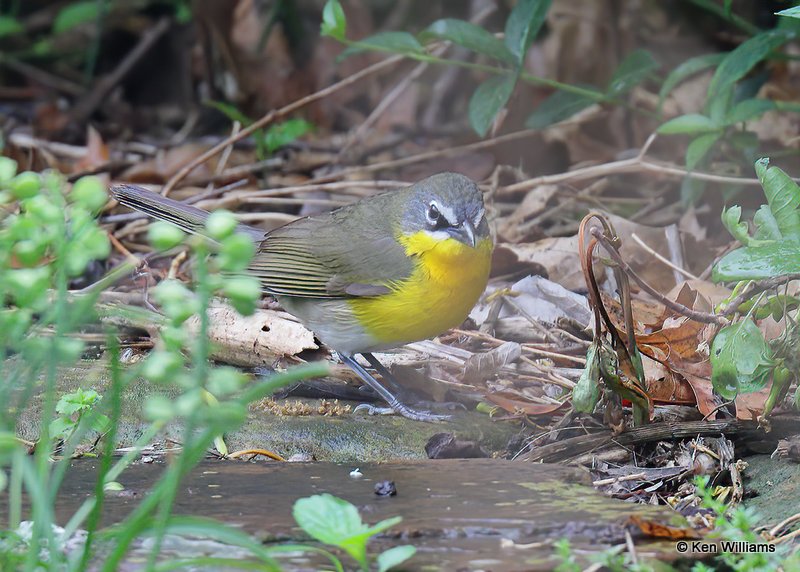 Yellow-breasted Chat, Rogers Co yard, OK, 4-30-19, Jps_38654.jpg