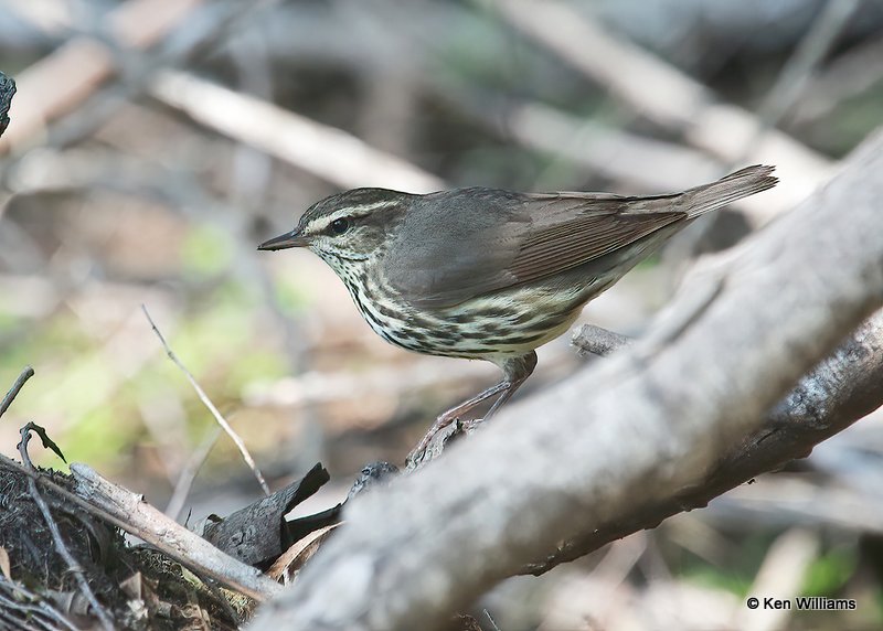 Northern Waterthrush, Port Aransas, TX, 4-21-14, Js_010699.jpg