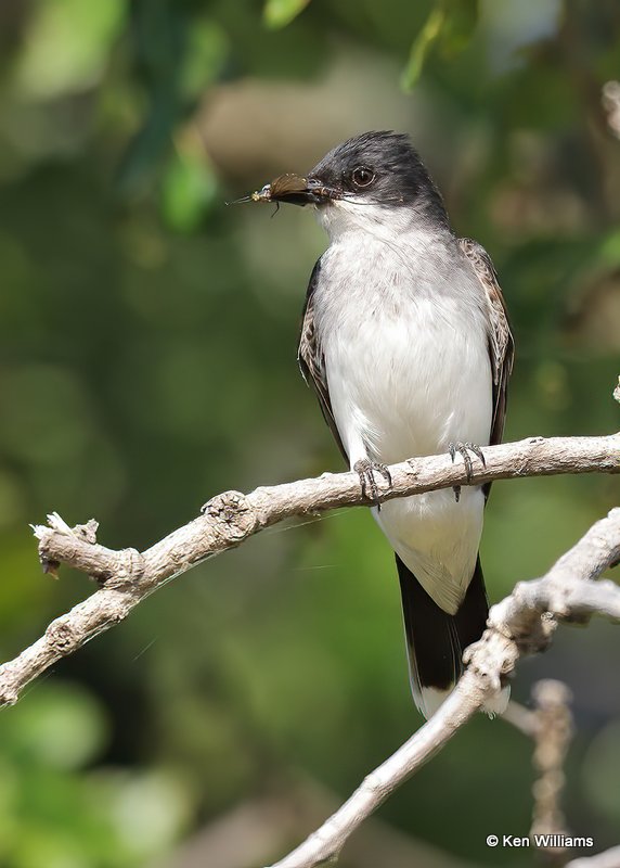 Eastern Kingbird with Mayfly, Ft Gibson Lake, OK, 6-25-20, Jps_57759.jpg