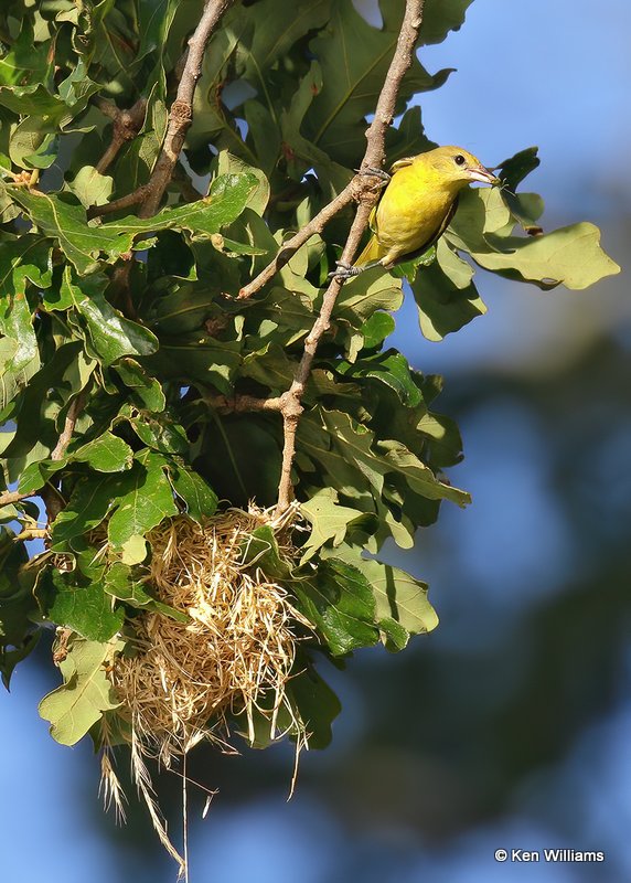 Orchard Oriole female feeding young at nest, Ft Gibson Lake, OK, 6-25-20, Jps_57734.jpg