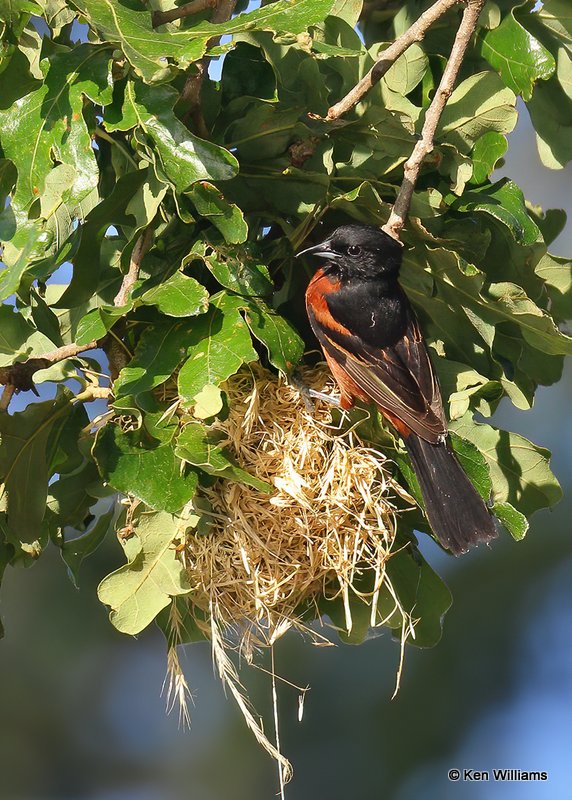 Orchard Oriole male feeding young at nest, Ft Gibson Lake, OK, 6-25-20, Jps_57746.jpg