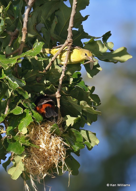 Orchard Oriole pair feeding young at nest, Ft Gibson Lake, OK, 6-25-20, Jps_57754.jpg