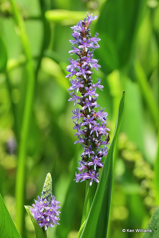 Pickerelweed, Nowata Co, OK, 6-26-20, Jps_57921.jpg