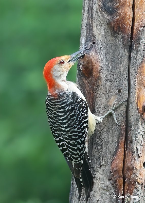 Red-bellied Woodpecker, Rogers Co, OK, 6-21-20, Jps_57698.jpg